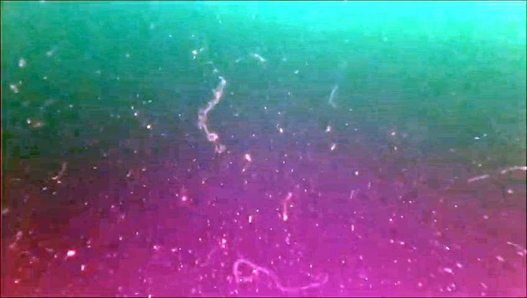 Kabus geri döndü: Sessiz ve derinden ilerliyor! Üniversiteden bilim insanları çalışma başlattı 20